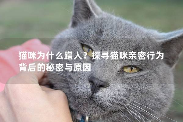 貓咪為什么蹭人？探尋貓咪親密行為背后的秘密與原因