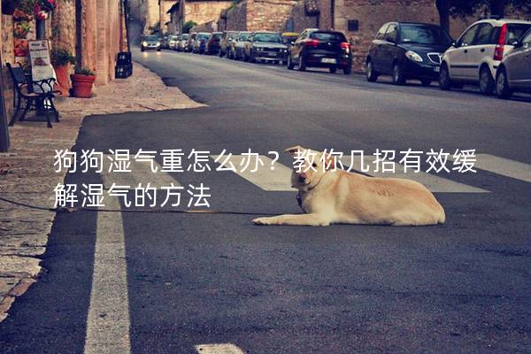 狗狗濕氣重怎么辦？教你幾招有效緩解濕氣的方法