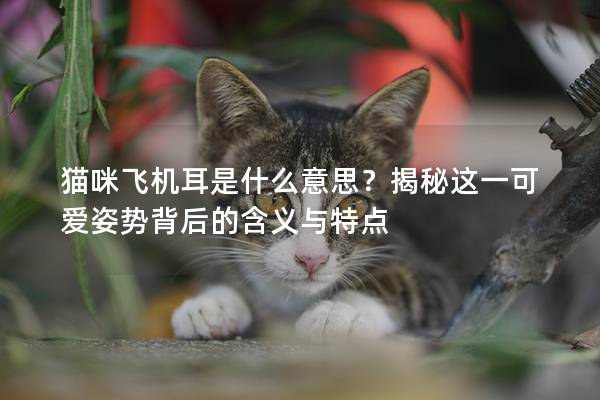 貓咪飛機耳是什么意思？揭秘這一可愛姿勢背后的含義與特點