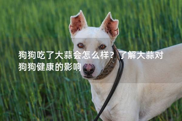 狗狗吃了大蒜會怎么樣？了解大蒜對狗狗健康的影響