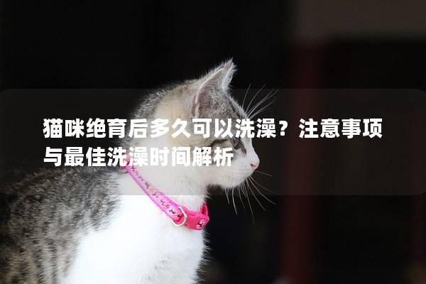 貓咪絕育后多久可以洗澡？注意事項與最佳洗澡時間解析