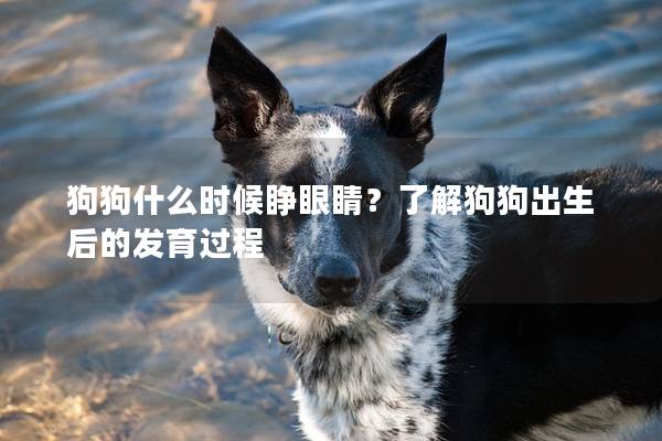 狗狗什么時(shí)候睜眼睛？了解狗狗出生后的發(fā)育過(guò)程