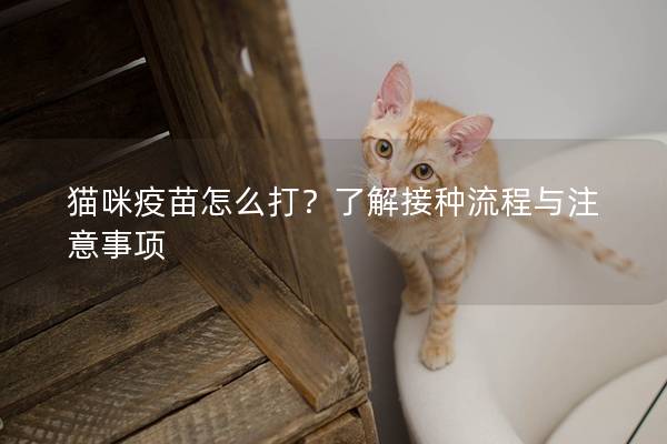 貓咪疫苗怎么打？了解接種流程與注意事項