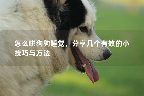 怎么哄狗狗睡覺，分享幾個(gè)有效的小技巧與方法