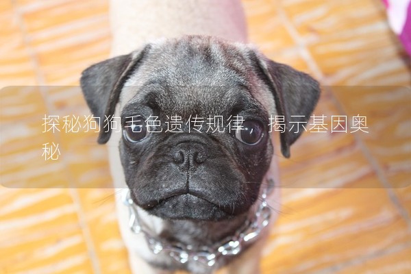 探秘狗狗毛色遺傳規律，揭示基因奧秘