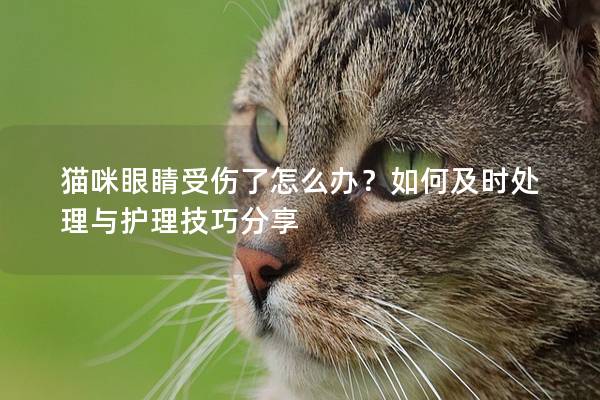 貓咪眼睛受傷了怎么辦？如何及時(shí)處理與護(hù)理技巧分享