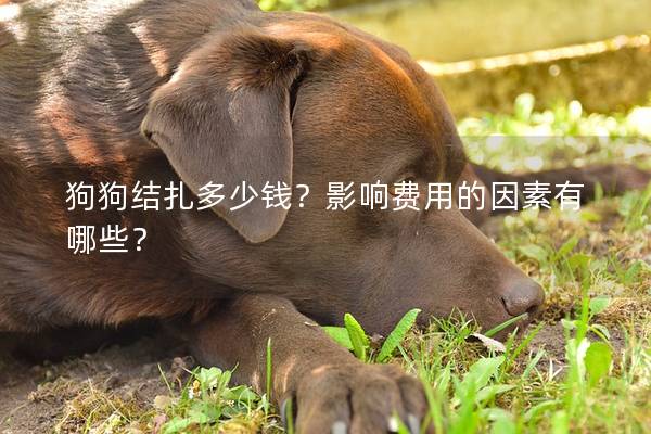 狗狗結扎多少錢？影響費用的因素有哪些？