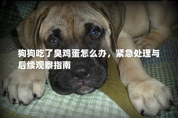 狗狗吃了臭雞蛋怎么辦，緊急處理與后續(xù)觀察指南