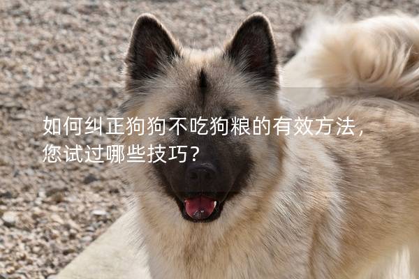 如何糾正狗狗不吃狗糧的有效方法，您試過哪些技巧？