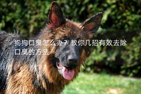 狗狗口臭怎么辦？教你幾招有效去除口臭的方法