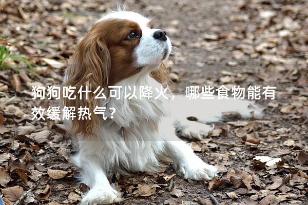 狗狗吃什么可以降火，哪些食物能有效緩解熱氣？