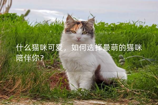 什么貓咪可愛(ài)，如何選擇最萌的貓咪陪伴你？