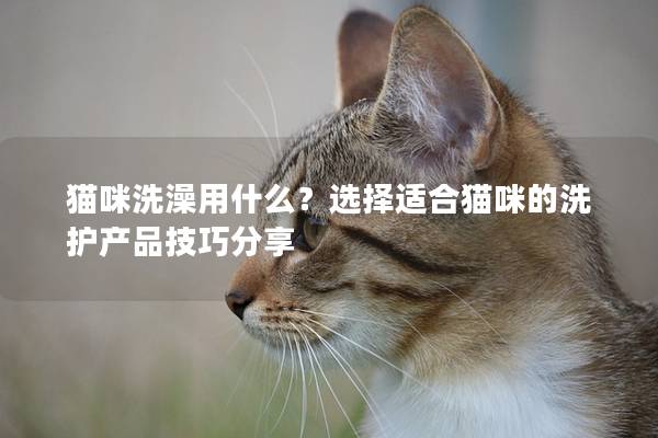 貓咪洗澡用什么？選擇適合貓咪的洗護產(chǎn)品技巧分享