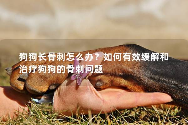 狗狗長骨刺怎么辦？如何有效緩解和治療狗狗的骨刺問題