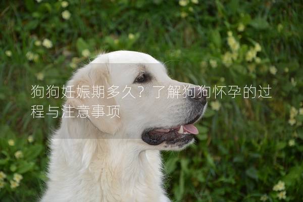 狗狗妊娠期多久？了解狗狗懷孕的過程與注意事項