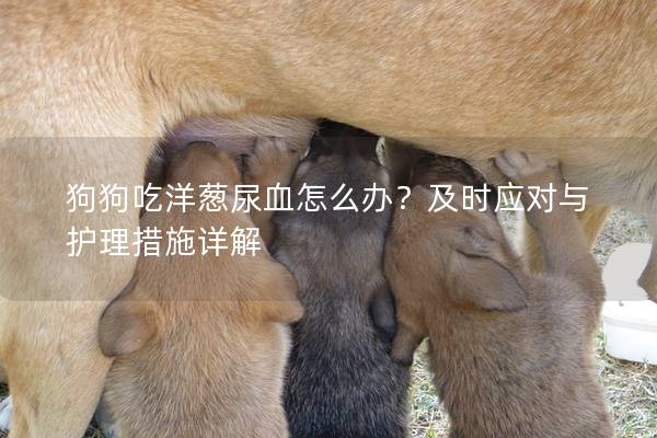 狗狗吃洋蔥尿血怎么辦？及時應對與護理措施詳解