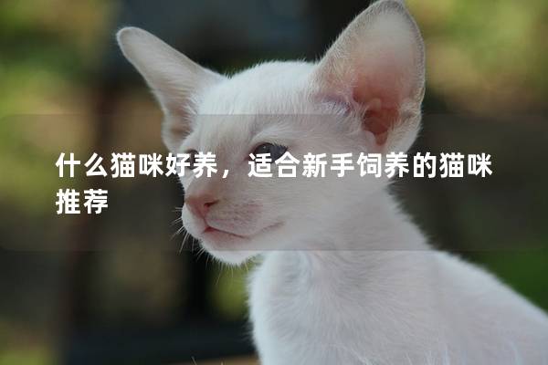 什么貓咪好養(yǎng)，適合新手飼養(yǎng)的貓咪推薦