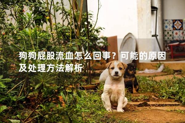 狗狗屁股流血怎么回事？可能的原因及處理方法解析