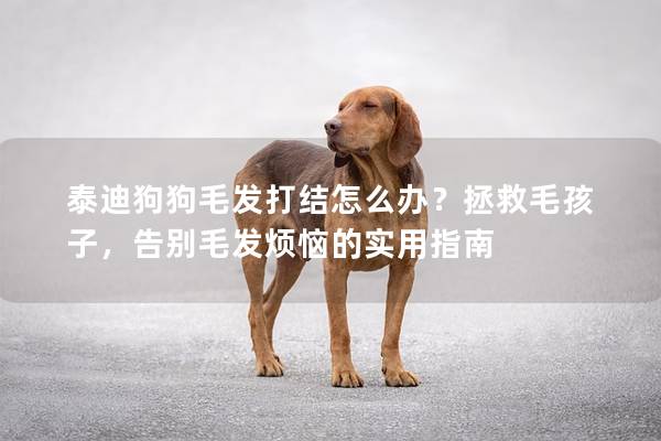 泰迪狗狗毛發(fā)打結(jié)怎么辦？拯救毛孩子，告別毛發(fā)煩惱的實(shí)用指南