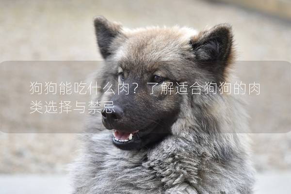 狗狗能吃什么肉?了解適合狗狗的肉類選擇與禁忌 狗狗能吃什么肉?了解適合狗狗的肉類選擇與禁忌