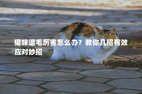貓咪退毛厲害怎么辦？教你幾招有效應(yīng)對(duì)妙招