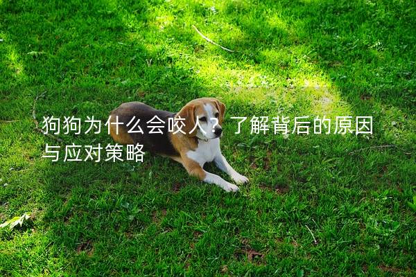 狗狗為什么會咬人？了解背后的原因與應對策略