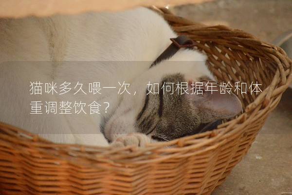 貓咪多久喂一次，如何根據年齡和體重調整飲食？