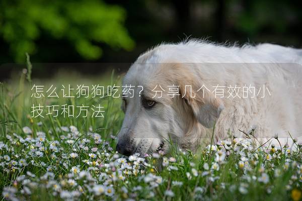 怎么讓狗狗吃藥？分享幾個有效的小技巧和方法