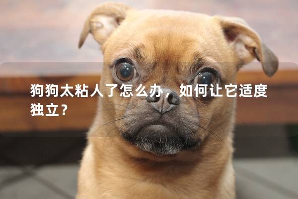 狗狗太粘人了怎么辦，如何讓它適度獨(dú)立？