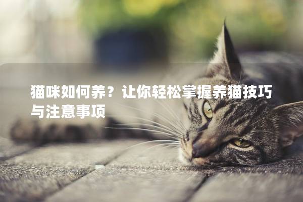 貓咪如何養(yǎng)？讓你輕松掌握養(yǎng)貓技巧與注意事項(xiàng)