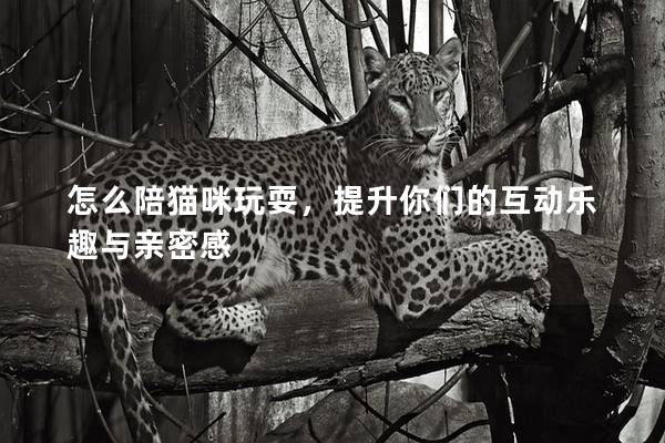 怎么陪貓咪玩耍，提升你們的互動(dòng)樂(lè)趣與親密感