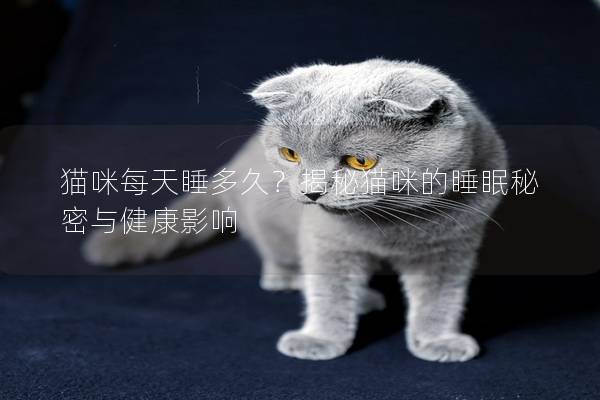 貓咪每天睡多久？揭秘貓咪的睡眠秘密與健康影響