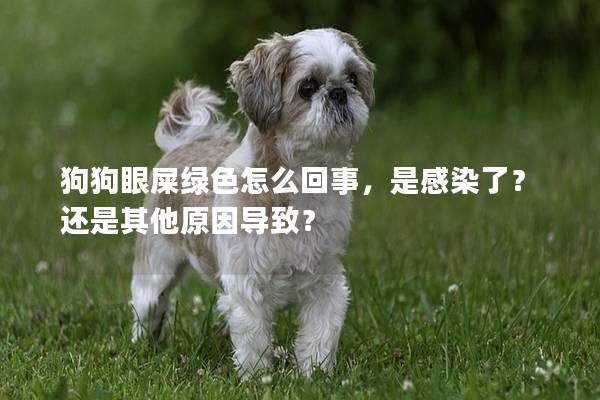 狗狗眼屎綠色怎么回事，是感染了？還是其他原因導致？