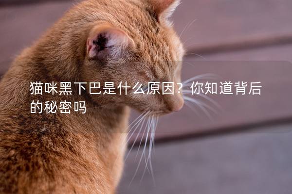 貓咪黑下巴是什么原因？你知道背后的秘密嗎