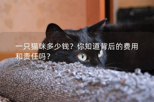 一只貓咪多少錢?你知道背后的費用和責任嗎? 一只貓咪多少錢?你知道背后的費用和責任嗎?