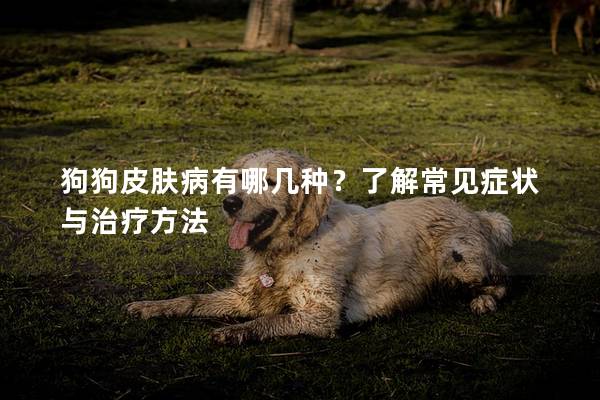 狗狗皮膚病有哪幾種？了解常見癥狀與治療方法