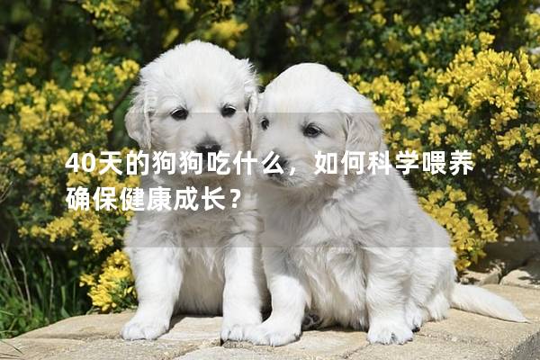 40天的狗狗吃什么，如何科學喂養確保健康成長？