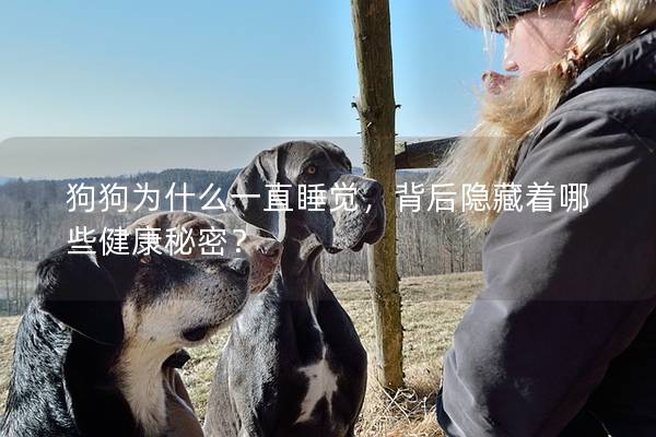 狗狗為什么一直睡覺，背后隱藏著哪些健康秘密？