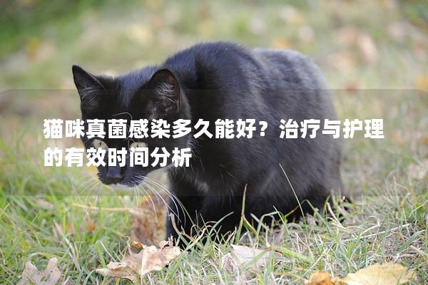貓咪真菌感染多久能好？治療與護理的有效時間分析