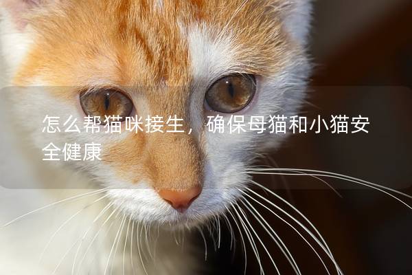 怎么幫貓咪接生，確保母貓和小貓安全健康