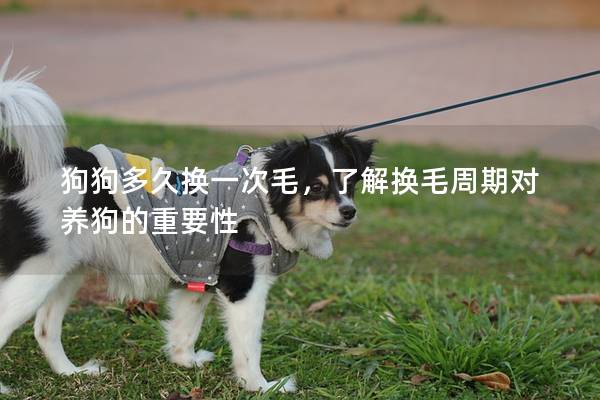 狗狗多久換一次毛，了解換毛周期對養狗的重要性