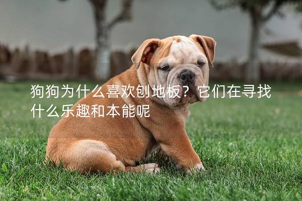 狗狗為什么喜歡刨地板？它們?cè)趯ふ沂裁礃?lè)趣和本能呢