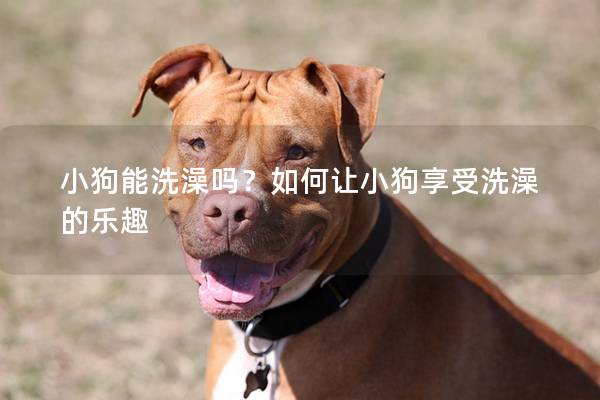 小狗能洗澡嗎？如何讓小狗享受洗澡的樂趣