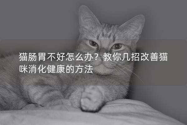 貓腸胃不好怎么辦？教你幾招改善貓咪消化健康的方法