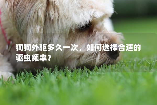 狗狗外驅多久一次，如何選擇合適的驅蟲頻率？