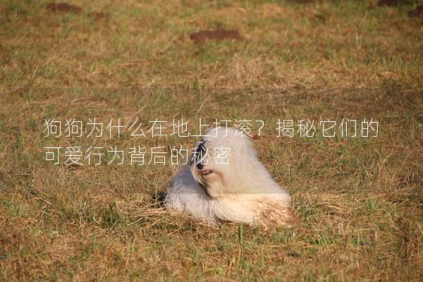 狗狗為什么在地上打滾？揭秘它們的可愛行為背后的秘密