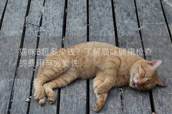 貓咪B超多少錢？了解貓咪健康檢查的費用與必要性