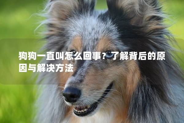 狗狗一直叫怎么回事？了解背后的原因與解決方法