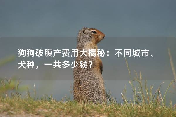 狗狗破腹產(chǎn)費(fèi)用大揭秘：不同城市、犬種，一共多少錢？