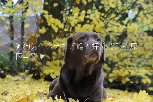 狗狗為什么會打呼嚕？探究背后的原因與影響